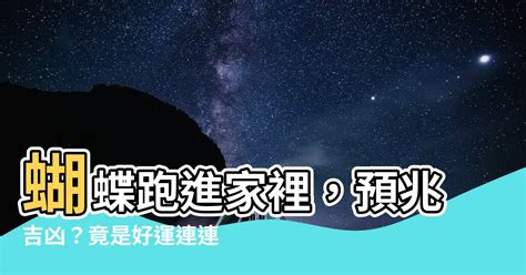 蝴蝶跑進家裡|今日蝴蝶入宅，風水大師解析吉凶